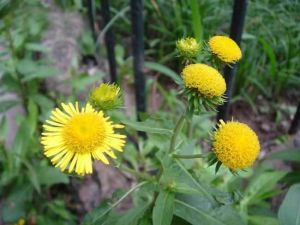 ��вݵĹ�Ч������