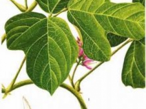 ������Ĺ�Ч������