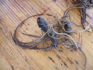 �ص�ͷ�Ĺ�Ч������