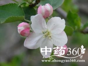 苹果花的功效与作用