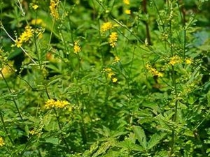 �ɺײݵĹ�Ч������