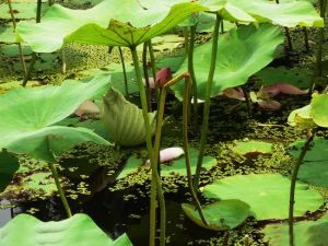 �ɹ��Ĺ�Ч������