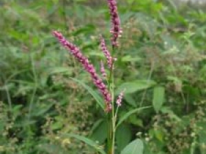 ��ޤ�Ĺ�Ч������