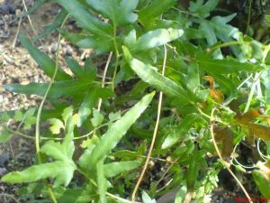 ����ɳ�Ĺ�Ч������