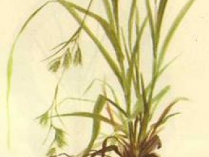 ܿ��ݵĹ�Ч������