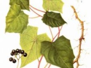 �������Ĺ�Ч������