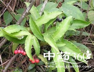 百两金的功效与作用