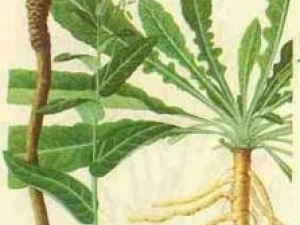 �������Ĺ�Ч������