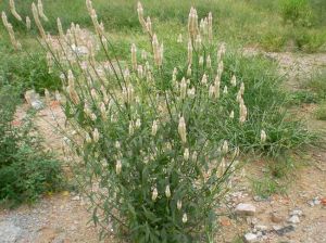 �����ӵĹ�Ч������