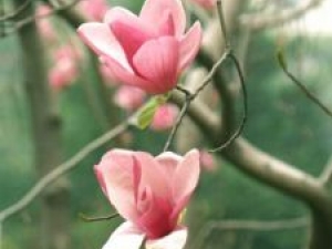 ���Ļ��Ĺ�Ч������