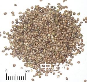 麻仁的功效与作用