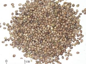 ���ʵĹ�Ч������