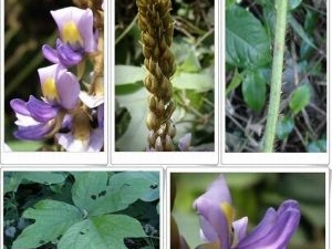 �𻨵Ĺ�Ч������