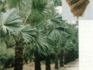 �ذ�Ĺ�Ч������