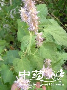 <a href='https://m.zhongyao360.com/z/huoxiang/'>޽</a>ĹЧ