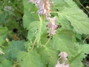 ޽��Ĺ�Ч������