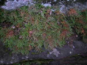 �������صĹ�Ч������