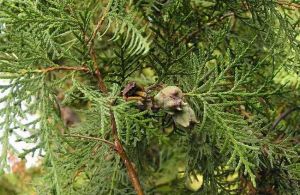 �����ʵĹ�Ч������