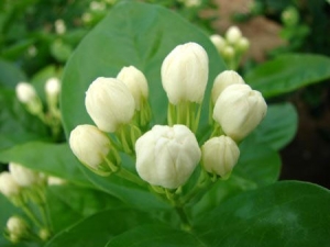 �����ʻ�����ʲô������Ч ��յ������ظ������ξ�