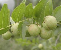 ���� ���������|Ӫ������|ʳ������