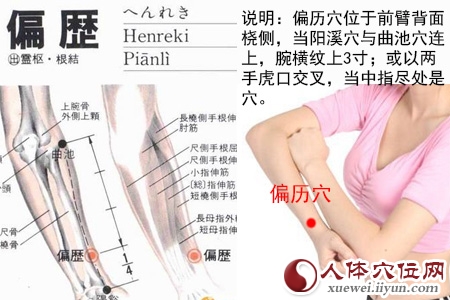 偏历穴位位置图 偏历穴位位置图