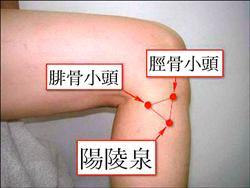 阳陵泉穴位位置图 阳陵泉穴位位置图