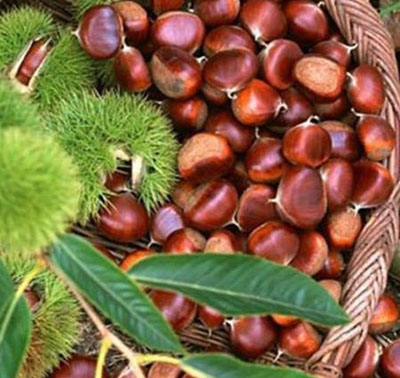 ���������ʲô׳�� �ճ���ʳ������������