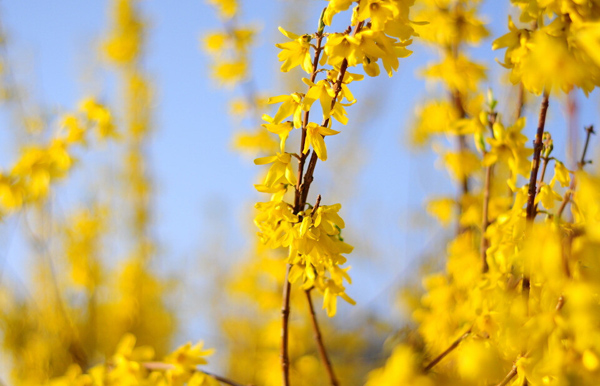 连翘的功效与作用分析 清热解毒就靠他