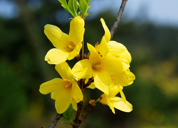 连翘的功效与作用分析 清热解毒就靠他