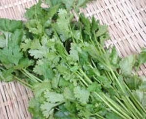 香菜的功效与作用