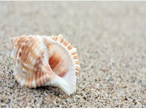 ����ʳ�� ������