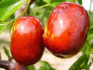 ���������ݲ�Ѫ�ȹ�Ч  ÿ�������ɷ�˥��