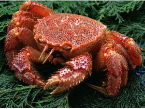 ʳ�Ĵ�ȫ ��з