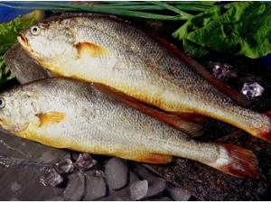 ʳ�Ĵ�ȫ �����