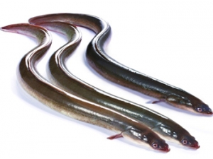 ʳ�Ĵ�ȫ ����