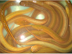 ʳ�Ĵ�ȫ ����