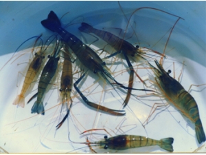 ����ʳ��  ��Ϻ