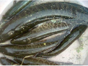 ����ʳ�� �� ����