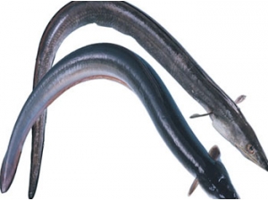 ����ʳ�� �� ����