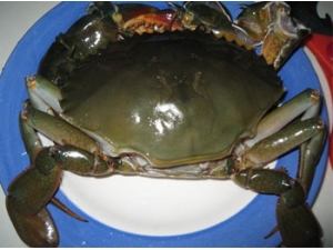 ����ʳ��  ��з