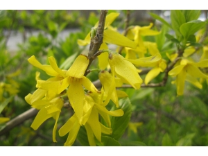 ���̵Ĺ�Ч|����