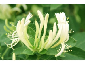 �������Ĺ�Ч|����|������