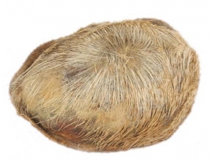 ����Ĺ�Ч|����