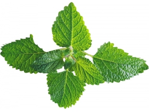 ���ɵĹ�Ч|��������