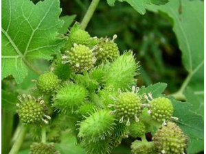 �Զ��ӵĹ�Ч|����