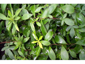 �����Ĺ�Ч|����