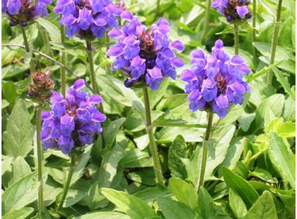 中草药夏枯头的功效有哪些 盘点夏枯头的功效与作用