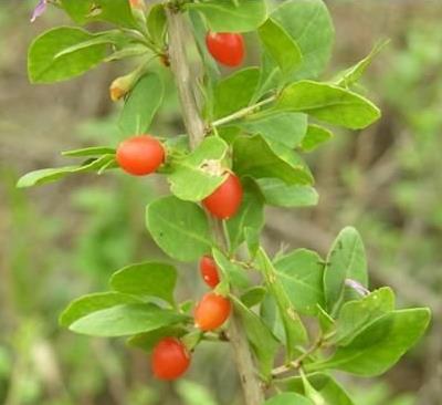 治疗糖尿病的中草药推荐 了解最简单糖尿病食疗法