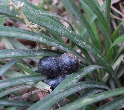 治疗糖尿病的中草药推荐 了解最简单糖尿病食疗法