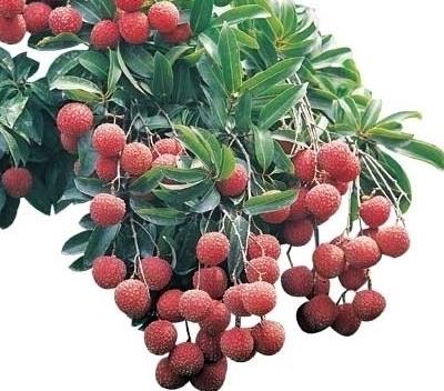 治疗糖尿病的中草药推荐 了解最简单糖尿病食疗法